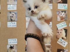 -楼上猫咖(罗湖店)