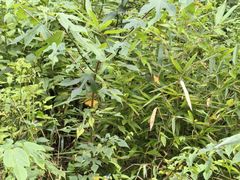 -天目山大树王景区