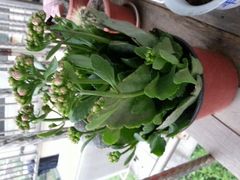 -双季花艺园艺市场(浦东店)