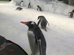 -芜湖新华联大白鲸海洋公园