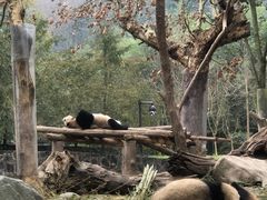 -都江堰中华大熊猫苑