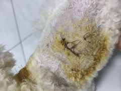-喜多萌中农锦绣动物医院24H·猫科·牙科MRI·CT