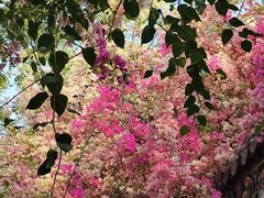 -深圳国际园林花卉博览园