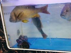 -众味海鲜大排档·活海鲜·潮汕味(南澳店)