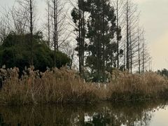 -白鹭湾湿地公园