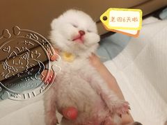 -心语宠物医院·急重症转诊中心·瑞辰华诺(南青路店)