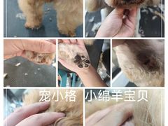 -宠小格时尚宠物生活馆(唐镇店)