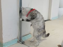 -怪兽屋·羊驼·猫咖·狗咖(俊华广场店)