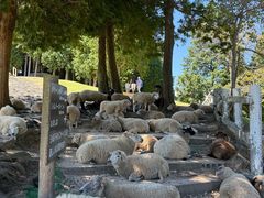 -神户市立六甲山牧场