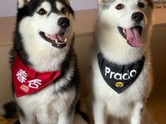 -Husky Go! 哈士奇体验馆·宠物咖啡厅狗咖