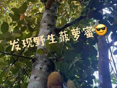 -西双版纳原始森林公园