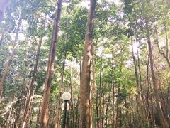 -云溪植物园