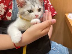 -小猫来了·猫舍(红山六九七九店)