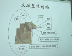 点击看大图 -玛莲朵·海菲秀冰珀科