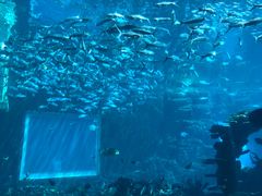 -海棠湾洲际-涛·海底餐厅·美人鱼·自助餐·海底隧道