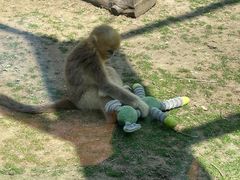 -大连森林动物园