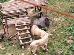 -泉州海丝野生动物世界