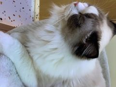 -滚猫咖啡·猫咖·猫友好撸猫(未来城店)
