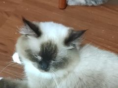 -楼上猫咖(罗湖店)