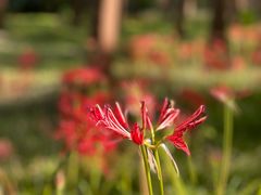 -黄海国家森林公园