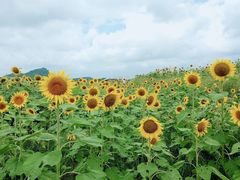 -光明小镇欢乐田园