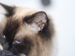 -瑞鹏宠物医院犬猫全科(真大分院)