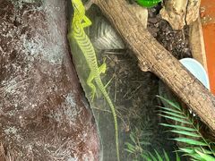-上海大自然野生昆虫馆(东方明珠·爬宠昆虫探索中心)