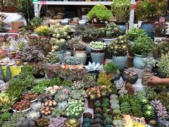 -秦美花卉(天朗·莱茵小城2期店)