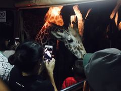 -清迈夜间动物园