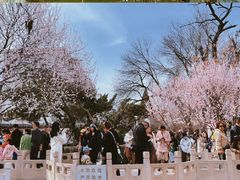 -桃花堤公园
