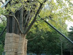 -上海佘山国家森林公园天马山园