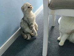 -喵的天空名猫咖啡馆·撸猫·猫舍·用品