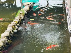 -代木儿回锅肉