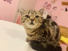 -三花喵·撸猫购宠·宠物生活馆(虹桥南丰城店)