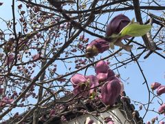 -桃花堤公园