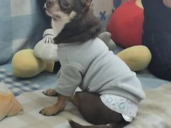 -汪说·狗咖·拼豆·宠物周边DIY(旺城大厦店)