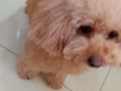 -宠颐生宠物医院·骨外科·犬猫全科诊疗中心(池州店)