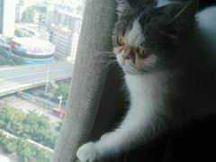 android_upload_pic-喵园·猫主题咖啡厅·撸猫·猫咖(国贸店)