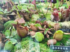 -北京植物园-展览温室