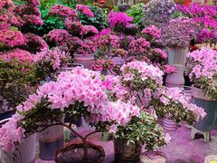 -大自然花鸟鱼虫市场