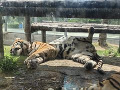 -西霞口神雕山野生动物世界