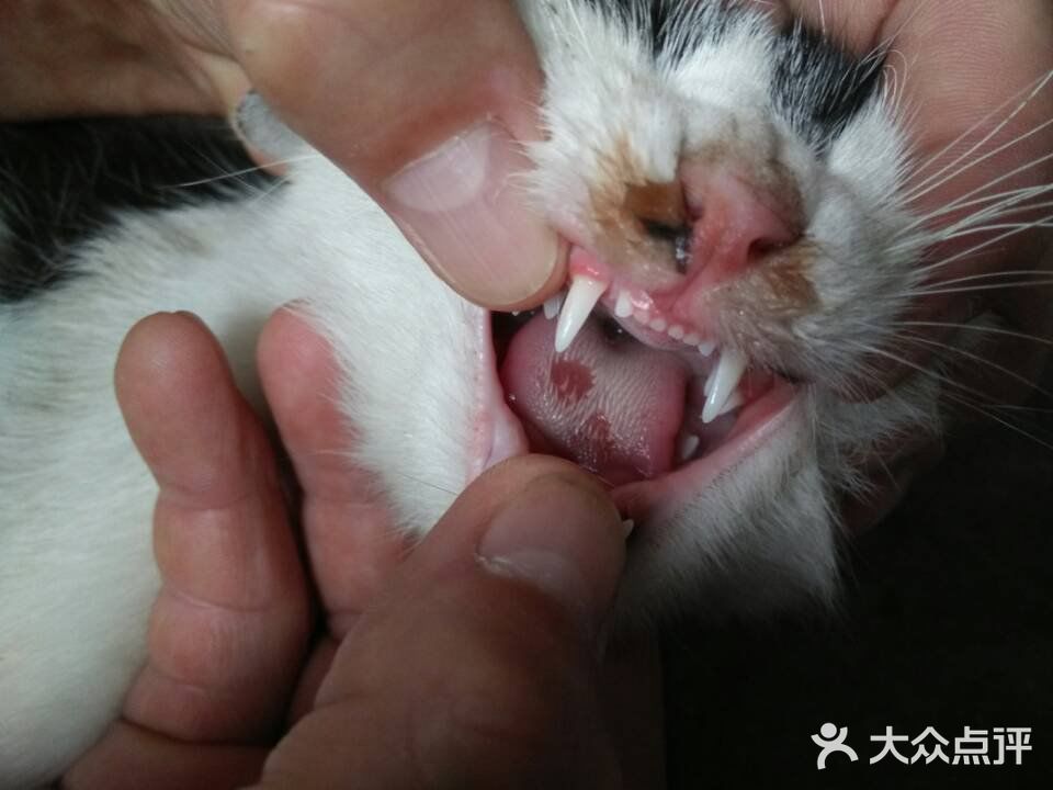 猫咪口炎的症状以及治疗
