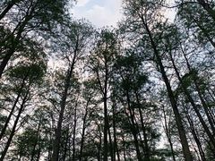 -月湖风景区