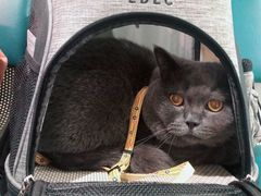 -北京观赏动物医院·24小时大型综合·猫专科·异宠专科