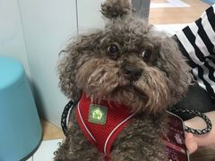 -西安京西宠物医院·瘫痪·疑难杂症