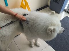 -美联众合动物医院·24h京西诊疗中心