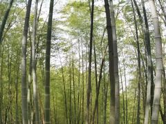 -上海佘山国家森林公园天马山园