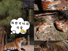 -云南野生动物园