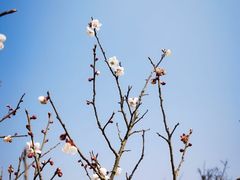 -马峦山郊野公园