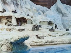 -帝企鹅自助餐厅•儿童岛•真企鹅(长隆企鹅酒店)